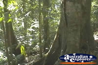 Eungella National Park Rainforest