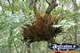 Fern Baskets . . . CLICK TO ENLARGE