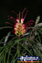Colourful Orchid . . . CLICK TO ENLARGE