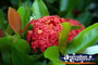 Red Flower . . . CLICK TO ENLARGE
