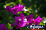 Purple Flower . . . CLICK TO ENLARGE