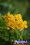 Yellow Flower . . . CLICK TO ENLARGE