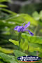 Purple Flower . . . CLICK TO ENLARGE