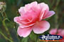Pink Flower . . . CLICK TO ENLARGE
