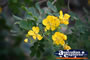 Yellow Flower Cluster . . . CLICK TO ENLARGE