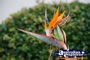 Birds Of Paradise . . . CLICK TO ENLARGE