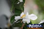 White Flower . . . CLICK TO ENLARGE