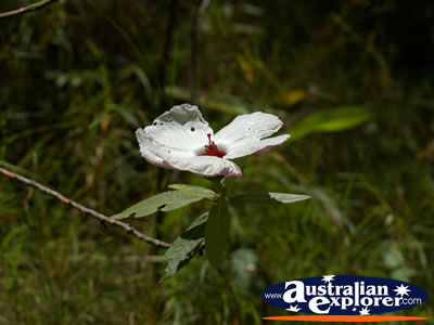 Closeup of White Flower . . . CLICK TO VIEW ALL POINTSETTIA POSTCARDS