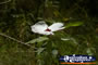 Closeup of White Flower . . . CLICK TO ENLARGE