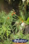 Small Flowers . . . CLICK TO ENLARGE