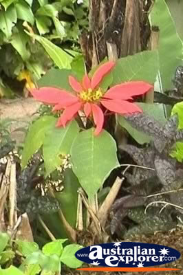 Flower Close Up . . . CLICK TO VIEW ALL POINTSETTIA POSTCARDS