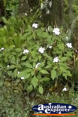Flowers . . . CLICK TO VIEW ALL POINTSETTIA POSTCARDS