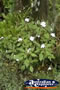 Flowers . . . CLICK TO ENLARGE