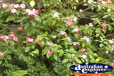 Many Flowers . . . CLICK TO VIEW ALL POINTSETTIA POSTCARDS