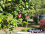 Flowers in Montville . . . CLICK TO ENLARGE