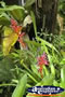 Pretty Flowers . . . CLICK TO ENLARGE
