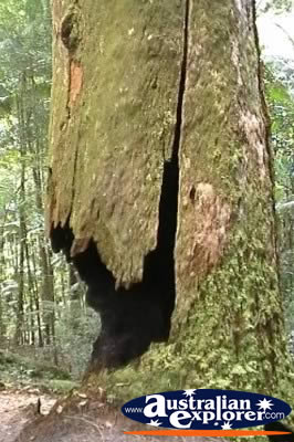 Fraser Island Rainforest Broken Tree . . . CLICK TO VIEW ALL WALKING TREES POSTCARDS