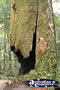 Fraser Island Rainforest Broken Tree . . . CLICK TO ENLARGE