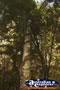 Fraser Island Rainforest Skinny Tree . . . CLICK TO ENLARGE
