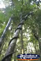 Fraser Island Rainforest . . . CLICK TO ENLARGE