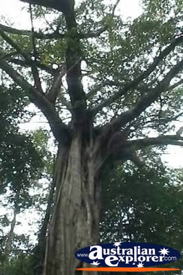 Giant Strangler Fig Branches . . . VIEW ALL STRANGLER FIG TREES PHOTOGRAPHS