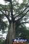 Giant Strangler Fig Branches . . . CLICK TO ENLARGE