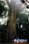 Giant Strangler Fig Trunk . . . CLICK TO ENLARGE
