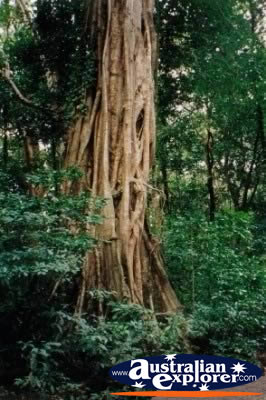 Giant Strangler Fig Roots . . . CLICK TO VIEW ALL STRANGLER FIG TREES POSTCARDS