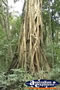 Giant Strangler Fig . . . CLICK TO ENLARGE