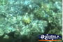 Glass Bottom Boat Underwater Plants . . . CLICK TO ENLARGE
