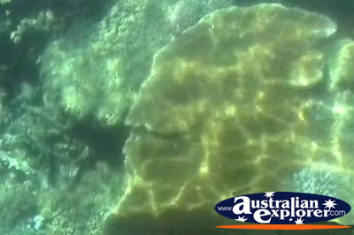Glass Bottom Boat Coral . . . CLICK TO VIEW ALL CORAL (MORE TWO) POSTCARDS