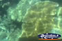 Glass Bottom Boat Coral . . . CLICK TO ENLARGE