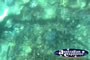 Glass Bottom Boat Underwater Closeup . . . CLICK TO ENLARGE