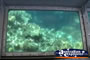 Glass Bottom Boat Underwater View . . . CLICK TO ENLARGE