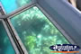 Close Up of Plant Life Through Glass Bottom Boat . . . CLICK TO ENLARGE