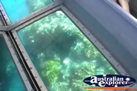 Close Up of Plant Life Through Glass Bottom Boat . . . CLICK TO ENLARGE