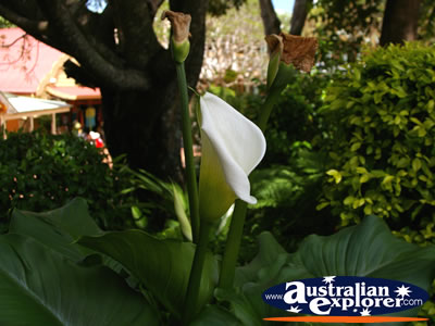 Lily in Montville . . . VIEW ALL POINTSETTIA PHOTOGRAPHS