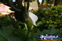 Lily in Montville . . . CLICK TO ENLARGE