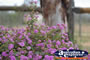 Close up of Monteagle Flowers . . . CLICK TO ENLARGE