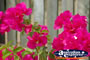 Beautiful Pink Flower . . . CLICK TO ENLARGE
