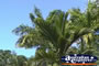 Palm Trees . . . CLICK TO ENLARGE
