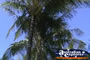 Palm Trees . . . CLICK TO ENLARGE