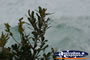 Plant on the Headland at Cape Byron . . . CLICK TO ENLARGE