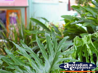 Plant in Montville . . . VIEW ALL PLANTS PHOTOGRAPHS