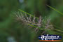 Rock Crawling Plant . . . CLICK TO ENLARGE