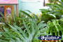 Plant in Montville . . . CLICK TO ENLARGE