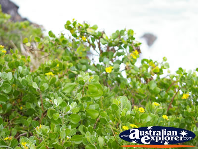 Plant on the Headland at Cape Byron . . . VIEW ALL PLANTS PHOTOGRAPHS