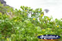 Plant on the Headland at Cape Byron . . . CLICK TO ENLARGE