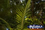 Green Palm Leave . . . CLICK TO ENLARGE