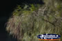 Green Tree Branch . . . CLICK TO ENLARGE